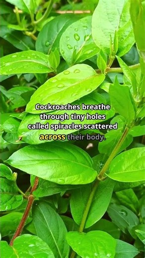 A Cockroach Survives Headless for 7 Days