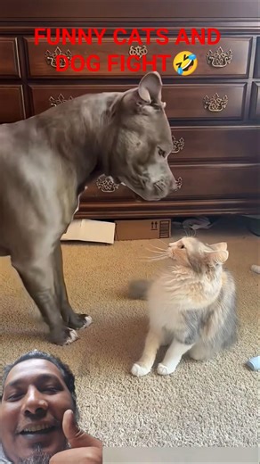 Funny Cat And Dog Fight🤣#catlovers #doglovers #funny #funnyfight #animallove #animals #funnymoment