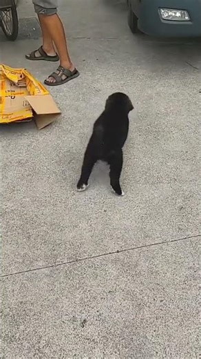 🐾 Perfectly Timed Animal Moments 😂🔥#Shorts #fu