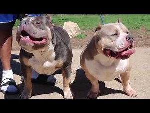 Mo Kennel : Pocket Bully VS Standard Bully ( Bolo son )