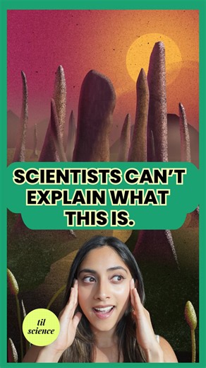 Dr. Harini Bhat (PharmD) | Science Storyteller on Instagram: "Scientists just discovered that the mysterious ancient organism, Prototaxites, isn’t a plant, animal, or fungus. It might actually be part of a 7th kingdom of life, an entire branch of evolution that vanished 400 million years ago without leaving a single relative behind. In other words, life but not as we know it 🤯 Prototaxites is not a plant. It’s not an animal. It’s definitely not a fungus. Scientists now think Prototaxites might 