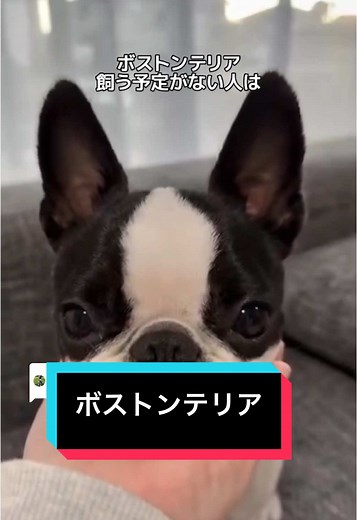 ボストンテリアの可愛さと飼い方のあるある