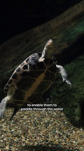315K views · 2.3K reactions | It’s World Turtle Day, and we’re diving...
