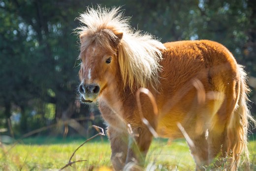 Naughty Mini Pony Annoying His Patient Horse Friend Is Giving Toddler Energy