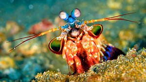 Peacock Mantis Shrimp 💥 Epic Underwater Puncher! | 1 Minute Animals Did you know the Peacock Mantis Shrimp has the fastest punch in the animal kingdom? 🦚👊 Dive into the fascinating world of this extraordinary creature, renowned for its vibrant colors and remarkable hunting abilities. #PeacockMantisShrimp #SeaCreature #PeacockShrimp #Shrimp | 1 Minute Animals