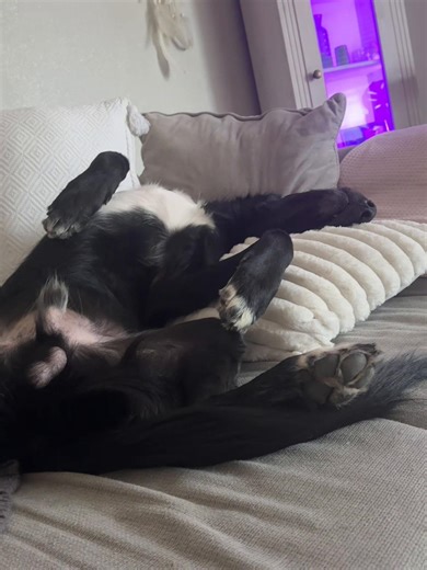 Die besten Kampfsporttechniken für Hunde
