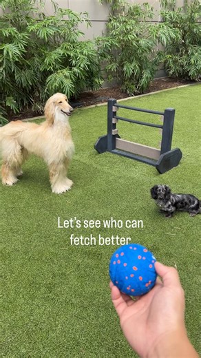 Big Bird The Afghan Hound on Instagram: "There are two types of dogs😂 which type is yours? #afghanhound #afghanhoundsofinstagram #afghanhounds"