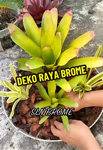 Jom deko raya rumah kita dengan brome kakkk 😍😍😍 kipas lama yg tak guna tu, meh modify sikit 😍😍😍 Takde brome lg kat rumah? join live kita cepat! Nak belanjaaaa je ni #BromeliadLover #bromeliad #BromeliadMalaysia #bromeliads #bromeliadmurahviral