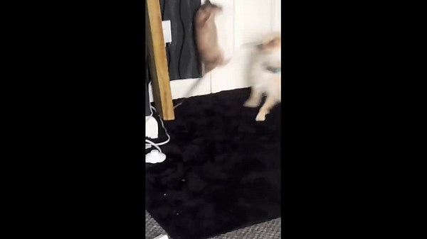 Dog and Gambian pouched rat play-fight in Norfolk, England, UK
