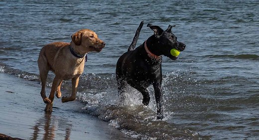 Should I get a Second Dog - And When Is The Right Time To Do It