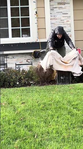 How to remove a trapped skunk from your property without getting sprayed.