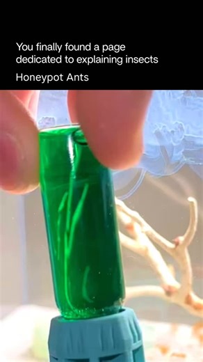 Explaining Insects 🦋 on Instagram: "Honeypot ants are a unique type of ant known for their living food storage system. Certain workers, called repletes, eat large amounts of nectar and other sugary liquids until their abdomens swell dramatically. These ants then hang motionless from the ceilings of underground chambers, acting as living reservoirs. When food is scarce, other ants gently tap the repletes, which regurgitate the stored nectar to feed the colony. This adaptation allows honeypot ant