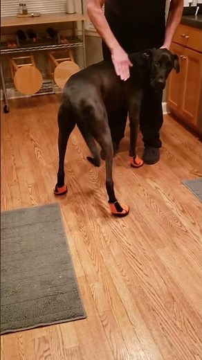 🐕🥾🤣