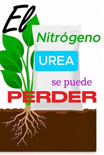 “Si no la colocas bien, la urea se convierte en amoníaco y… adiós dinero.”