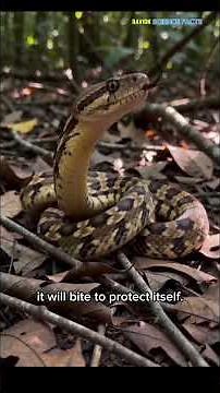 How Do Snakes Move Without Legs? And Why Do They Bite? 🐍 (Shocking Truth)