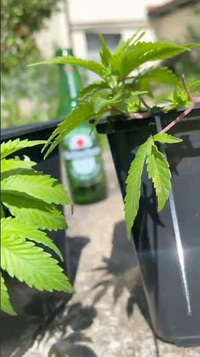 Jack Herer cut‘s grow well Micro grow outside today ✨💚🌱