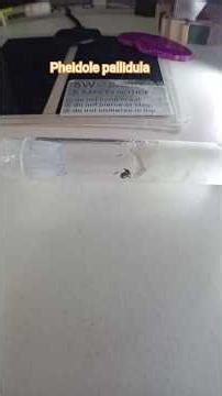 Pheidole Pallidula #fourmilière #defibriques #animaux #fourmis #astuce #nature @gigafourmis