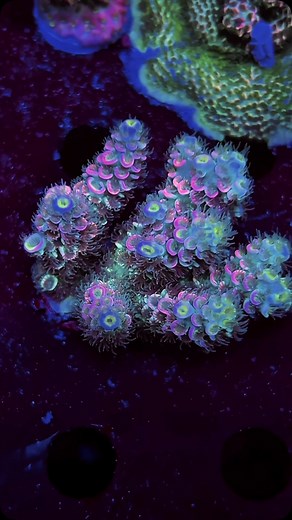 Beautiful Tenuis with subtle pastel mixture of colours. Go to Leonardosreef.com >>> #aquaforest #polyplab #reefbuilders #reef2reef #reefaquarium #reeftank #saltwatertank #saltwateraquarium #coralreef #coralreeftank #coralreefenthusiast #spscoral #reefaddict #nanoreef #allmymoneygoestocorals #instareef #keepitsalty #reeflife #reefrevolution #reefgeek #reefers4reefers #reefaholiks #livecoral #reefporn #reefcandy #reefroids #exoticcorals #korallen #meerwasseraquarium #tropicmarintanks | Leonardo's 