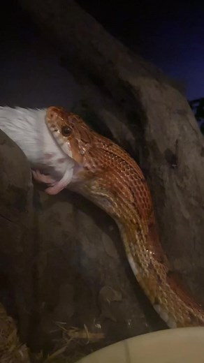 Corn snake enjoying his mouse #snake #cornsnake #snakesoftiktok #snakes #reptile #reptileoftiktok #snakeeating #horror #timelapse #eating #cornsnakesoftiktok #cornsnakemorphs #creepy #creepysnake #cutesnake #cutesnakes #snakeeatingmouse #eatingmouse #educational