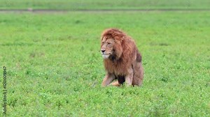 Lion mating ritual and courting a lioness in Tanzania grassland