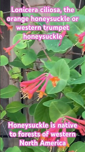 Lonicera ciliosa, the orange honeysuckle or western trumpet honeysuckle.