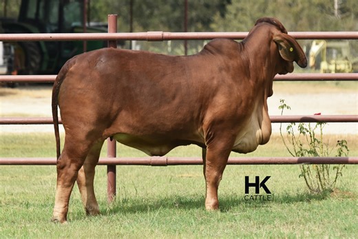 Here’s a big-time cow prospect whose cherry-red phenotype combines the rib shape, structure, and udder quality – the pieces needed to build a program around. Lot 7, HK MS TAZ AMERICA 513/4, in the Annual Fall Sale offers base width, bone, and substance; all while keeping that soft, maternal look we love in good females. With her proven pedigree and eye-catching style, this heifer has all the right pieces to make a high-impact female. She sells THIS THURSDAY, November 20th, online with The Brahma