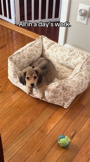 Bark, bite, zoom, sleep, repeat. 🙃 #June #dachshundpuppy #dachshundlife #minidachshund #puppylife