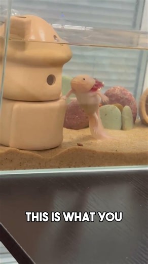 What a healthy axolotl should look like