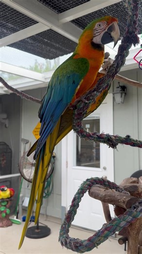 🧡 Mr. Magnificent Arnold is back….. 🙁 | Palm Beach Parrot & Bird Rescue/Sanctuary Of South Florida