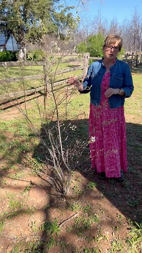 My serviceberry is Amelanchier × grandiflora ‘Autumn Brilliance.’ It is a hybrid of two other native Amelanchier species, Laevis and Canadensis. ‘Autumn Brilliance’ serviceberry is a fast-growing tree that can reach 15–25 feet in height and spread, and can live for 40 years or more. I chose this cultivar because I wanted beautiful fall color, edible berries that the birds would love, and flowers for pollinators. I looked for a multi-trunk selection because I wanted a shrubbier look. I’m so excit