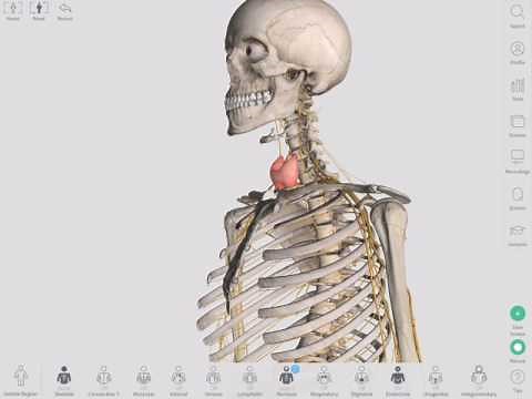 The Thyroid Gland | Complete Anatomy