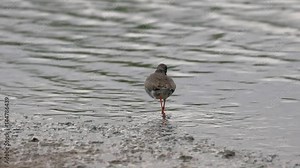 Redshank or common redshank (Tringa totanus) feeding in Water. WWT Slimbridge.