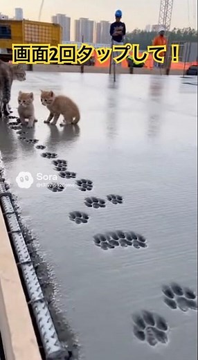 工事現場の生コンの上に猫の親子 #ai