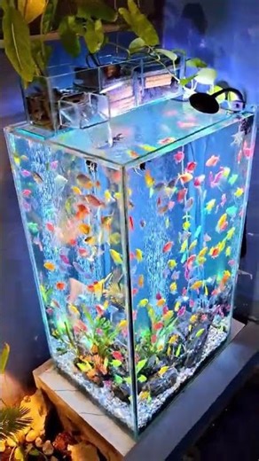 Colour Mix Fish Tank 🌈🐠 | Ultimate Color Explosion Aquarium.