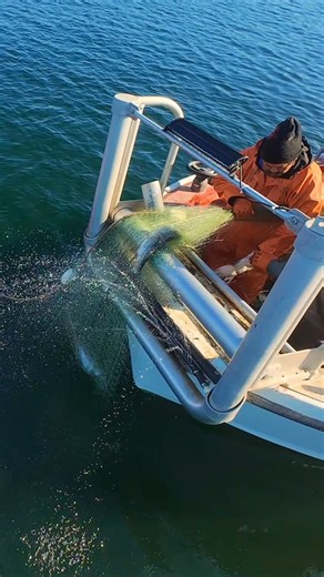 254 reactions · 17 shares | Salmon Commercial Fishing on Lake...