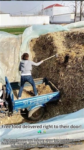 Loading straw to feed the cows! 🚜🌾