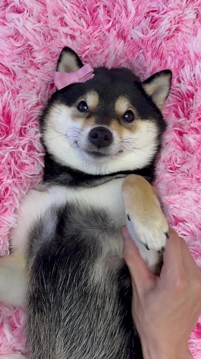 Dog Spa Day for Cute Shiba Inu | Manyu's Relaxing Treatment