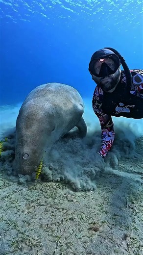 Discover the Secret Ocean Cleaners: Nature's Hidden Heroes