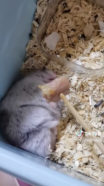 Ultimate Hamster Care Guide for Pet Owners