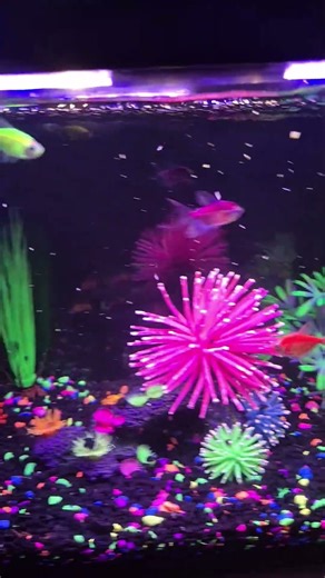 glofish feeding