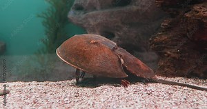 Atlantic horseshoe crab (Limulus polyphemus), also known as the American horseshoe crab, is a species of horseshoe crab, a kind of marine and brackish chelicerate arthropod.