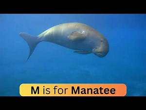 Animal ABC Song for Kids Fun A to Z Animal Learning Song Educational Songs for Children