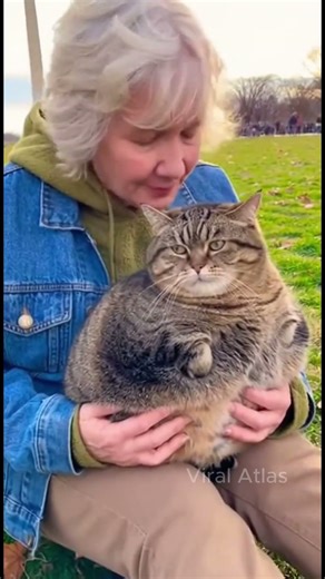 Absolute unit 📈🐱 #viral