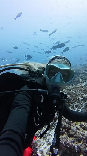 49K views · 598 reactions | Dive Wisdom: Drift Diving Edition  Let the current do the work! Drift diving is like flying underwater — effortless, peaceful, and full of surprises. But don’t forget: planning, positioning, and communication are key. 錄 Stay close, stay neutral, and always carry a surface marker buoy. The ocean’s your conveyor belt — just go with the flow.  | PADI | Facebook