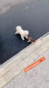 Kitten vs puppies 🐈🐕 #cutecat #catsandfriends | Cute Cat