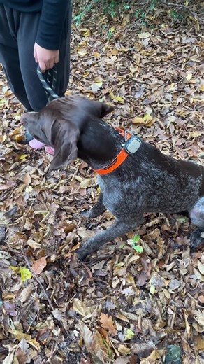 Trop fort #chien #pourtoi #braqueallemand