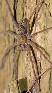 34K views · 436 reactions | This spider even made me jump! | Brave Wilderness | Facebook
