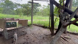 28K views · 372 reactions | Three scared and vulnerable orphaned baby monkeys put out to find a new monkey mom Part 16 | The Vervet Forest | Facebook