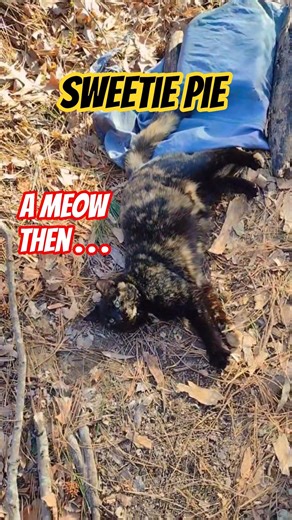 She Answered Me 😳 Then..Gorgeous Tortoiseshell Cat #shorts