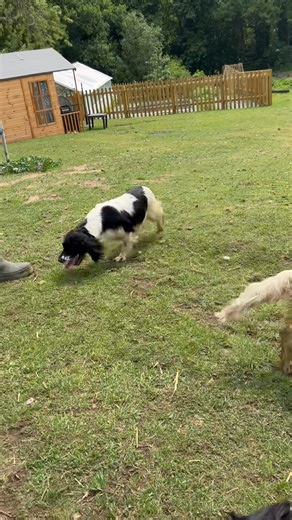 I do love a black and white Spaniel… | Uggeshall Spaniels - Breeding Working Springers, Cockers and Sprockers